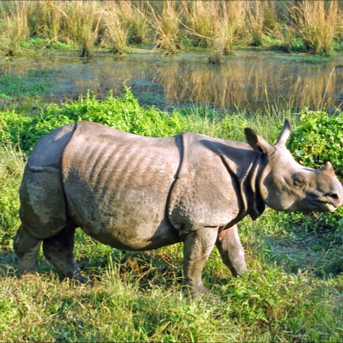 Neushoorn in Chitwan Nationaal Park